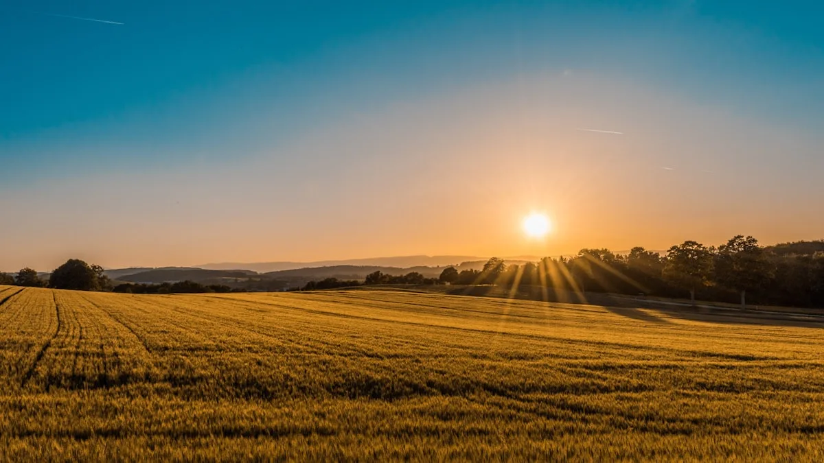 Rolling golden hills and farmland in the Santa Paula valley, Southern California